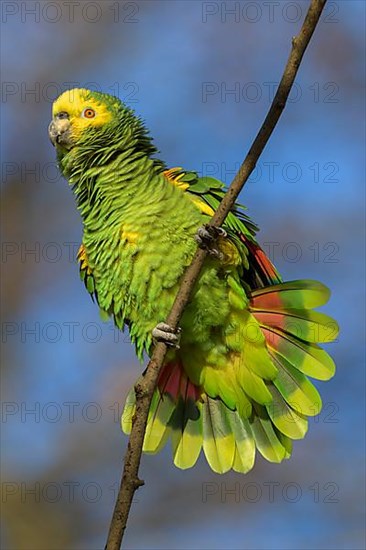 Yellow-headed Amazon,