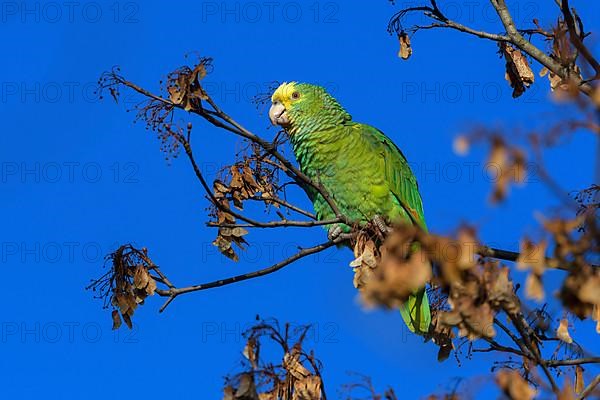 Yellow-headed Amazon,