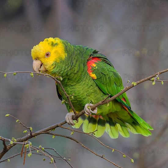 Yellow-headed Amazon,