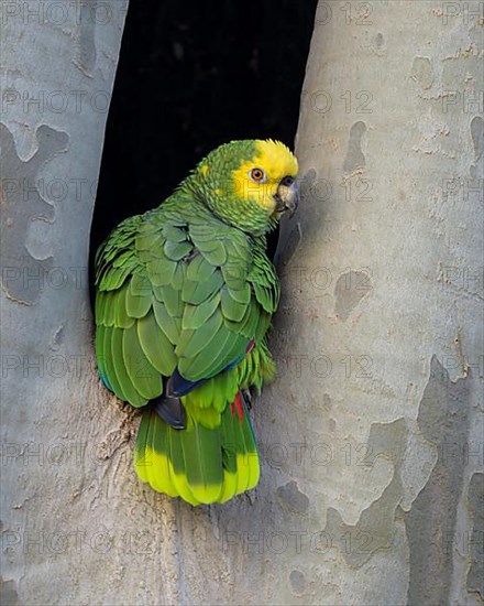 Yellow-headed Amazon,