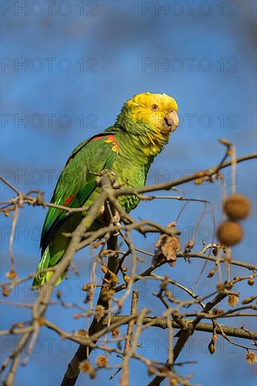 Yellow-headed Amazon,