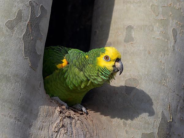 Yellow-headed Amazon,