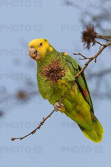 Yellow-headed Amazon,