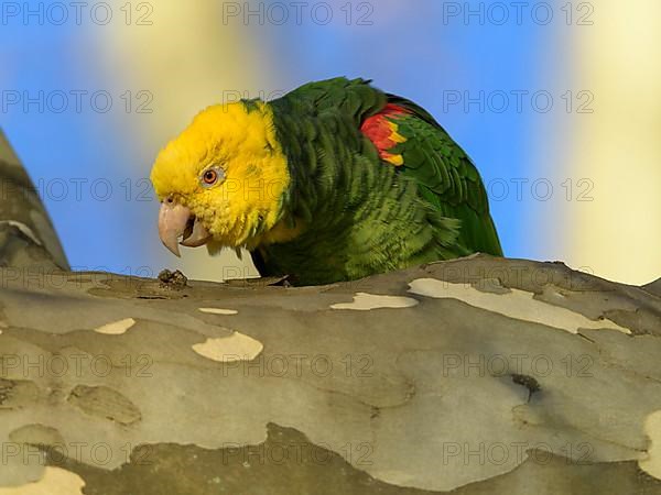 Yellow-headed Amazon,