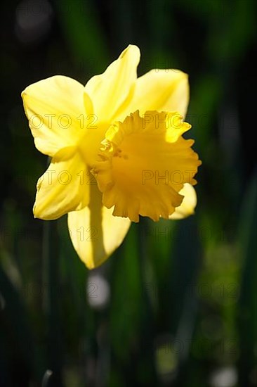 Wild daffodil,