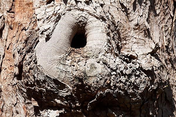 Burl with tree bark on an old, gnarled tree trunk