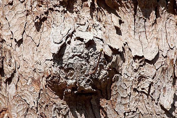 Burl with tree bark on an old, gnarled tree trunk