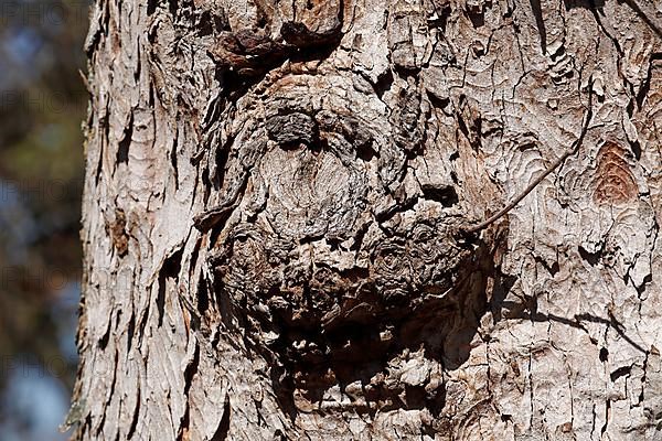 Burl with tree bark on an old, gnarled tree trunk