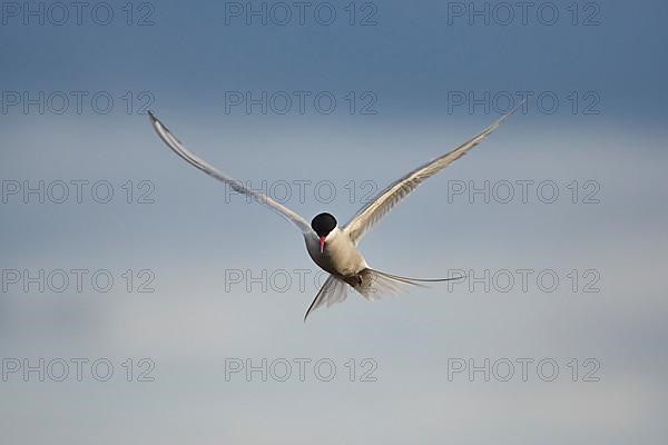 Arctic tern,