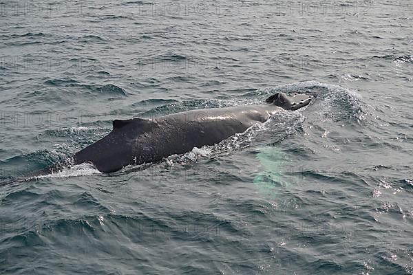 Humpback Whale,