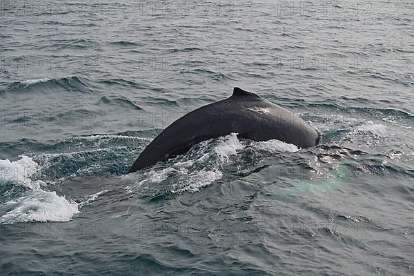 Humpback Whale,