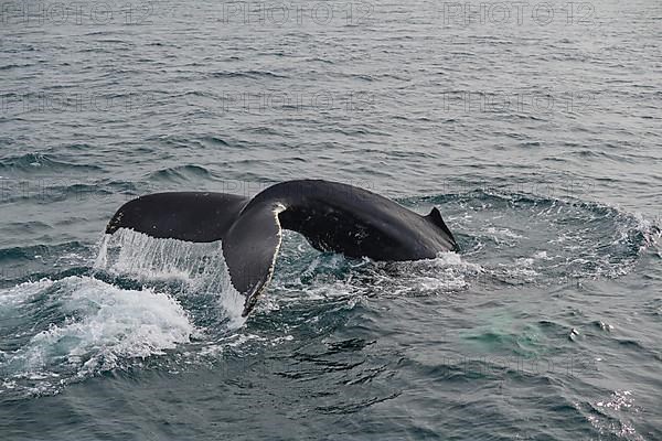 Humpback Whale,