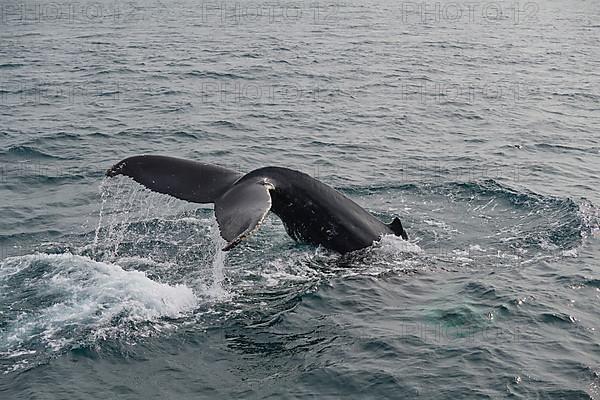 Humpback Whale,