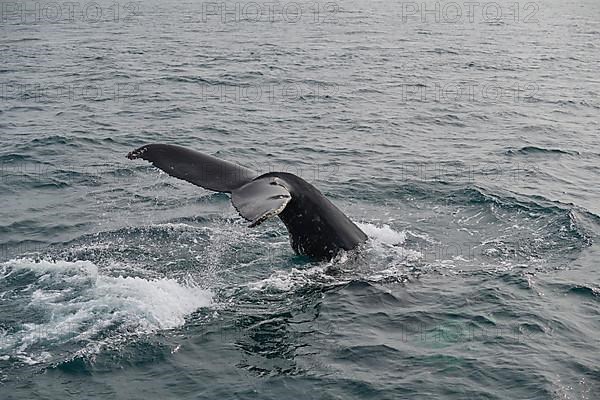 Humpback Whale,