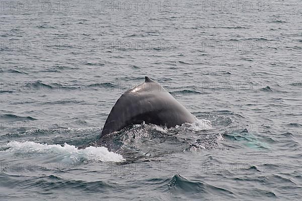 Humpback Whale,