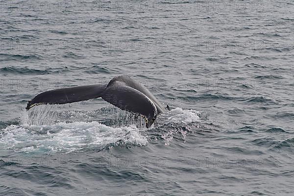 Humpback Whale,