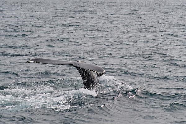 Humpback Whale,