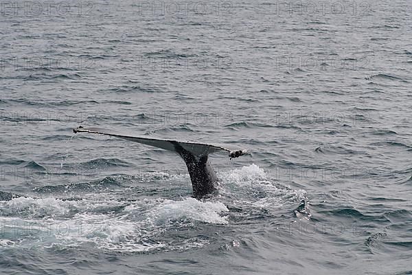 Humpback Whale,