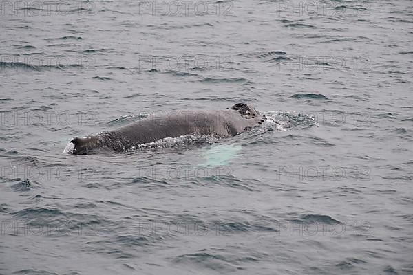 Humpback Whale,