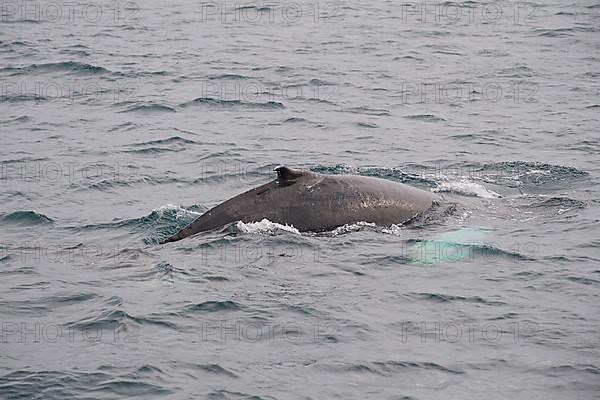 Humpback Whale,