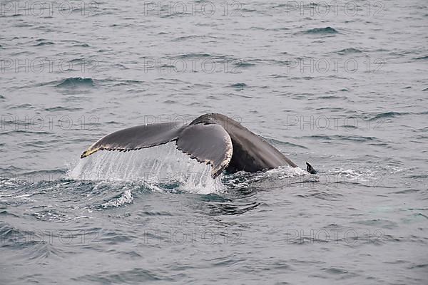 Humpback Whale,