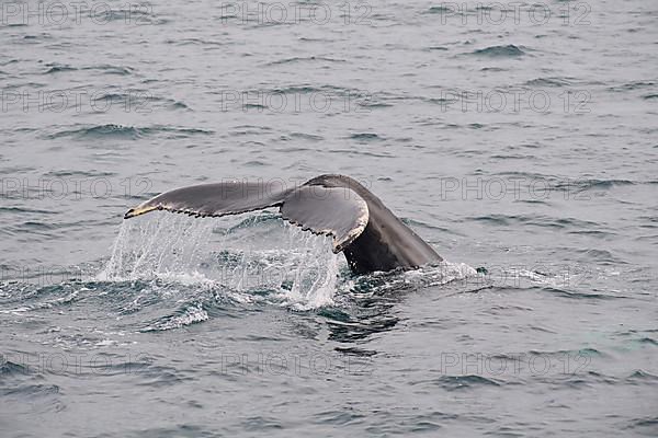 Humpback Whale,