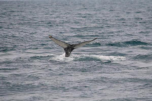 Humpback Whale,