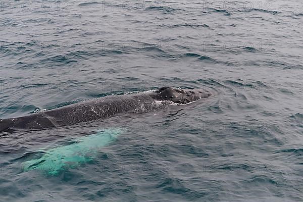 Humpback Whale,