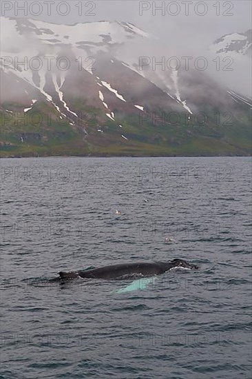 Humpback Whale,