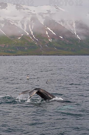 Humpback Whale,