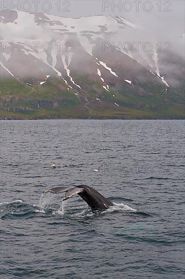 Humpback Whale,