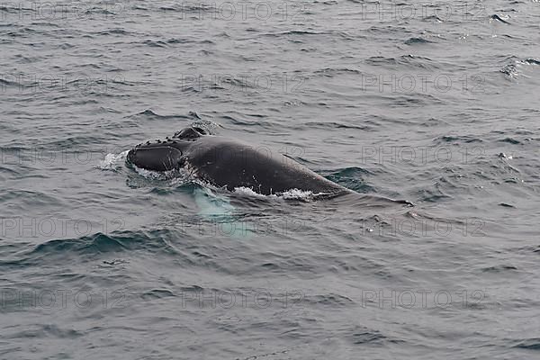 Humpback Whale,