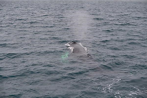 Humpback Whale,