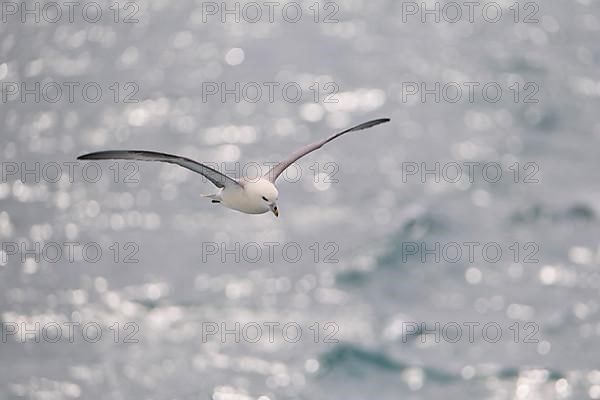 Northern Fulmar,