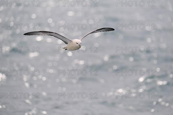 Northern Fulmar,