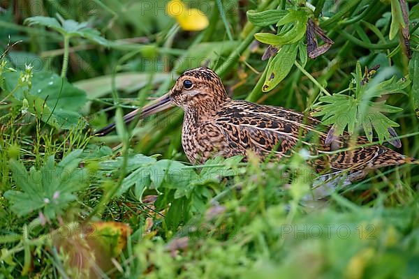 Common Snipe,