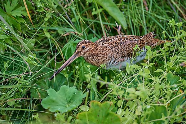 Common Snipe,