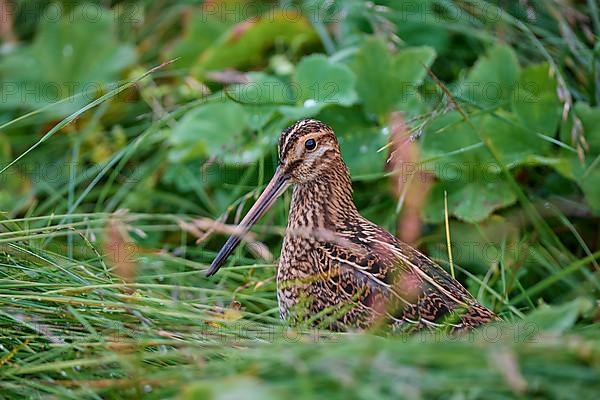 Common Snipe,