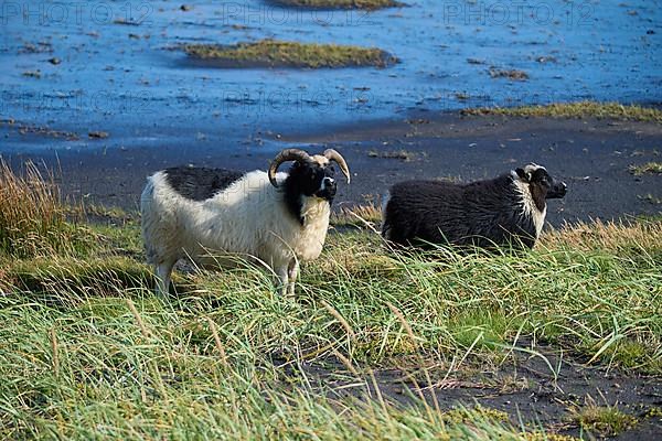 Icelandic sheep, two animals