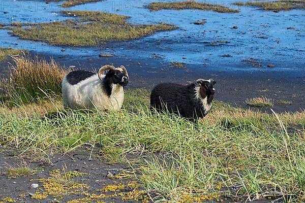 Icelandic sheep, two animals