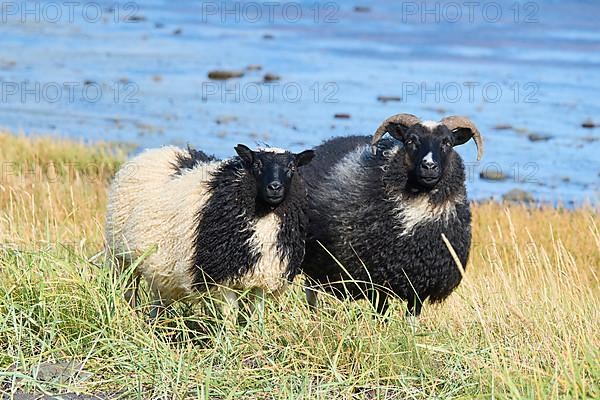 Icelandic sheep, two animals