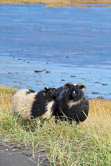 Icelandic sheep, two animals