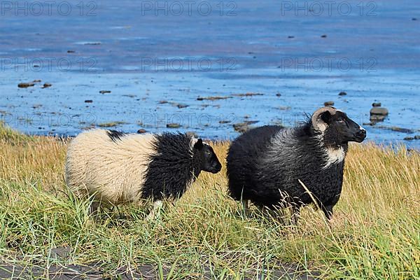 Icelandic sheep, two animals