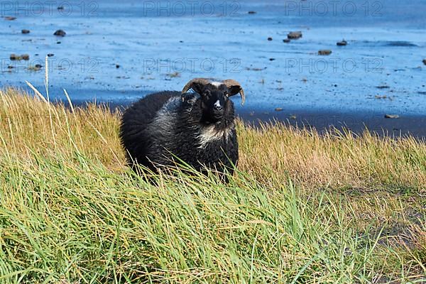 Icelandic sheep, Reynisdrangar