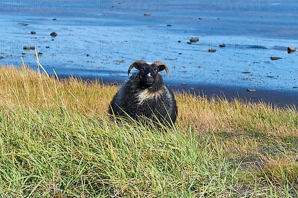 Icelandic sheep, Reynisdrangar