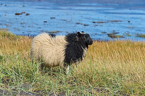 Icelandic sheep, Reynisdrangar