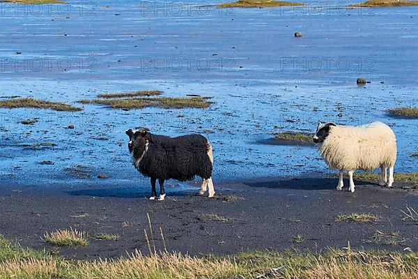 Icelandic sheep, two animals