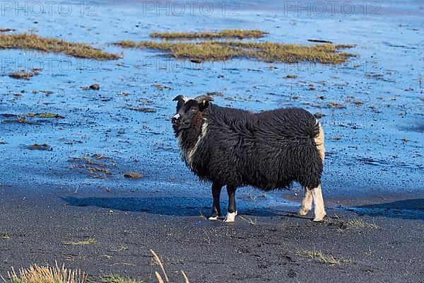 Icelandic sheep, two animals