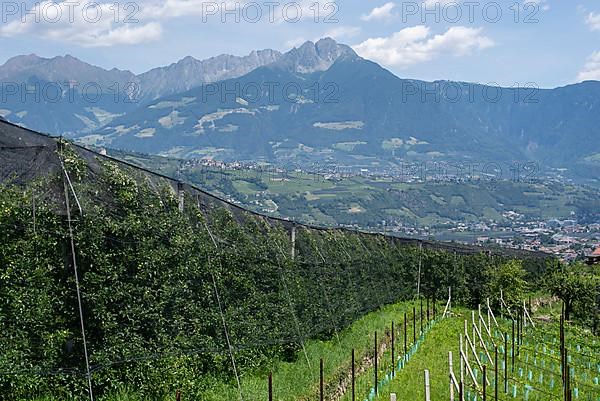 Apple orchard, Alps