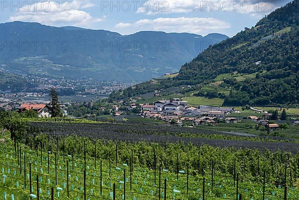 Apple orchard, Alps